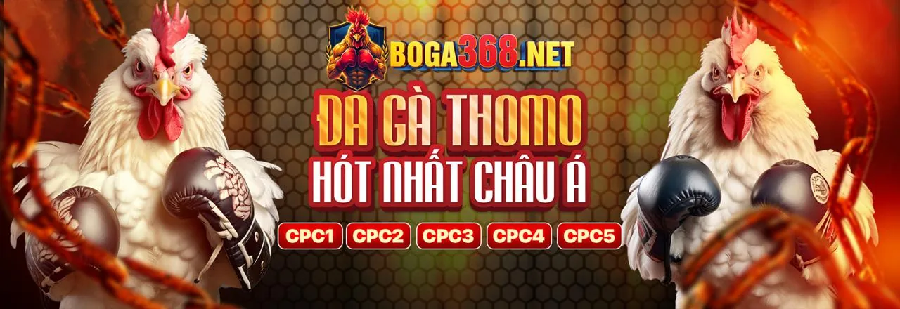 Cá cược trực tiếp mv66 chính thức